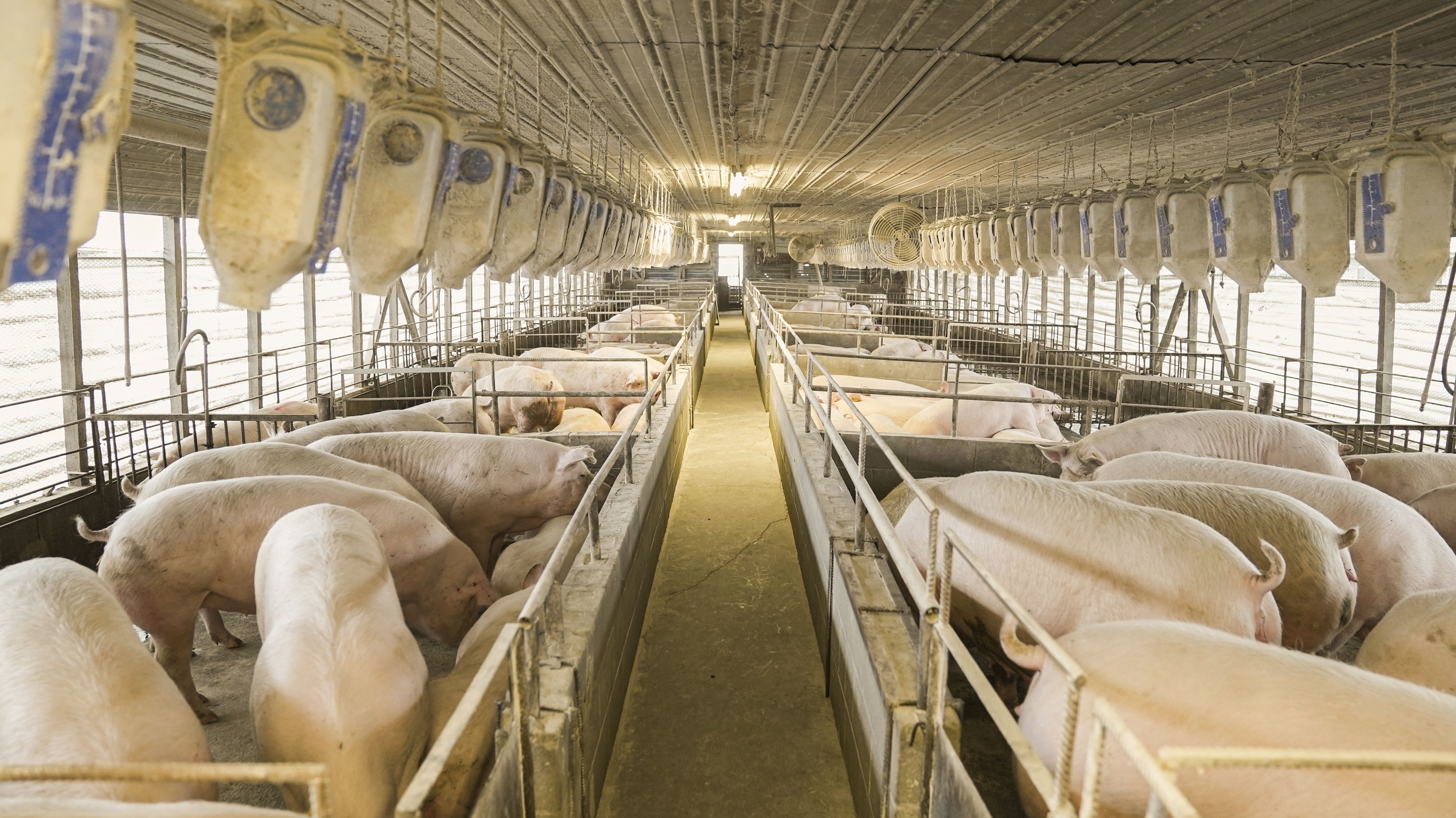 Agroalimentaire & Abattoirs
